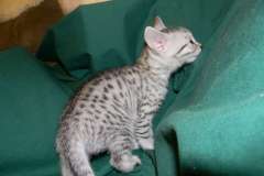 MauWee Silver Egyptian Mau female DOB 9-1-514