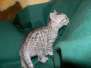 MauWee Silver Egyptian Mau female DOB 9-1-514