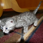 Mau Silver Female Mauwee DOB 9-15-14 001-800