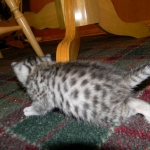 Mau Silver Female Mauwee DOB 9-15-14 003-800