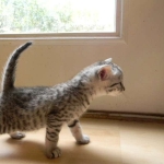 Mau Silver Female Mauwee DOB 9-15-14 008-800