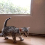 Mau Silver Female Mauwee DOB 9-15-14 009-800