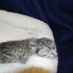 Mau Silver female #3  DOB 9-15-14 003-800