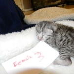 Mau Silver female #3 DOB 9-15-14 004b-800