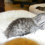 Mau Silver female #3  DOB 9-15-14 005-800