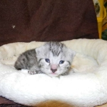 Mau Silver female #3  DOB 9-15-14 006-800