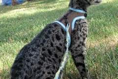 Electra - F-2 Savannah