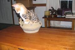 Telladega- F-1 Savannah Non Standard Calico