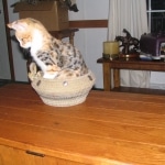 Telladega - F-1 Savannah Non Standard DOB 3-5-09