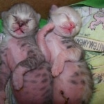 Frost - F-1 Savannah Non Standard litter DOB 3/5/09