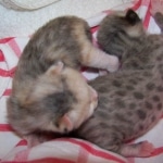 Frost - F-1 Savannah Non Standard litter DOB 3/5/09