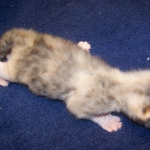 Frost - F-1 Savannah Non Standard litter DOB 3/5/09