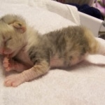 Frost - F-1 Savannah Non Standard litter DOB 3/5/09