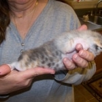 Frost - F-1 Savannah Non Standard litter DOB 3/5/09