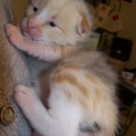 Frost - F-1 Savannah Non Standard litter DOB 3/5/09