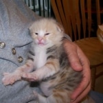 Telladega - F-1 Savannah Non Standard DOB 3-5-09