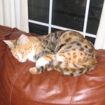 Telladega - F-1 Savannah Non Standard DOB 3-5-09