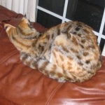 Telladega - F-1 Savannah Non Standard DOB 3-5-09