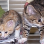 Telladega - F-1 Savannah Non Standard DOB 3-5-09