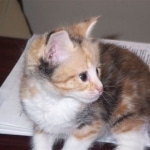 Frost - F-1 Savannah Non Standard litter DOB 3/5/09