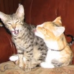 Telladega - F-1 Savannah Non Standard DOB 3-5-09