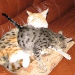 Telladega - F-1 Savannah Non Standard DOB 3-5-09