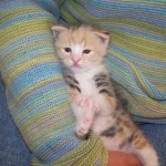 Frost - F-1 Savannah Non Standard litter DOB 3/5/09