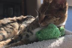 Gracie And Moses - F-1 Savannah Non Standard  DOB 3-5-09 And Smoke Male Mau  DOB 4-7-11