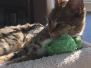 Gracie And Moses - F-1 Savannah Non Standard  DOB 3-5-09 And Smoke Male Mau  DOB 4-7-11