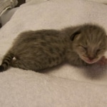 Gracie And Moses - F-1 Savannah Non Standard  DOB 3-5-09 And Smoke Male Mau  DOB 4-7-11