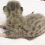 Gracie And Moses - F-1 Savannah Non Standard  DOB 3-5-09 And Smoke Male Mau  DOB 4-7-11