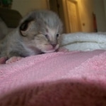 Gracie And Moses - F-1 Savannah Non Standard  DOB 3-5-09 And Smoke Male Mau  DOB 4-7-11