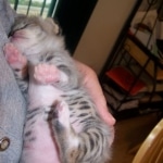 Gracie And Moses - F-1 Savannah Non Standard  DOB 3-5-09 And Smoke Male Mau  DOB 4-7-11