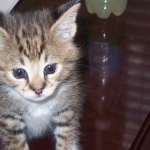 Gracie And Moses - F-1 Savannah Non Standard  DOB 3-5-09 And Smoke Male Mau  DOB 4-7-11