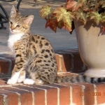 Gracie And Moses - F-1 Savannah Non Standard  DOB 3-5-09 And Smoke Male Mau  DOB 4-7-11