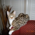 Gracie And Moses - F-1 Savannah Non Standard  DOB 3-5-09 And Smoke Male Mau  DOB 4-7-11