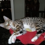 Gracie And Moses - F-1 Savannah Non Standard  DOB 3-5-09 And Smoke Male Mau  DOB 4-7-11