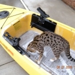 Gracie And Moses - F-1 Savannah Non Standard  DOB 3-5-09 And Smoke Male Mau  DOB 4-7-11