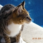 Gracie And Moses - F-1 Savannah Non Standard  DOB 3-5-09 And Smoke Male Mau  DOB 4-7-11