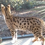 Gracie And Moses - F-1 Savannah Non Standard  DOB 3-5-09 And Smoke Male Mau  DOB 4-7-11