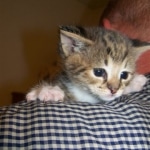 Gracie And Moses - F-1 Savannah Non Standard  DOB 3-5-09 And Smoke Male Mau  DOB 4-7-11