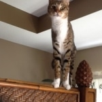 Gracie And Moses - F-1 Savannah Non Standard  DOB 3-5-09 And Smoke Male Mau  DOB 4-7-11