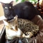 Gracie And Moses - F-1 Savannah Non Standard  DOB 3-5-09 And Smoke Male Mau  DOB 4-7-11