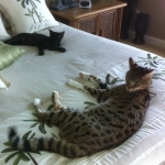 Gracie And Moses - F-1 Savannah Non Standard  DOB 3-5-09 And Smoke Male Mau  DOB 4-7-11
