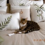 Gracie And Moses - F-1 Savannah Non Standard  DOB 3-5-09 And Smoke Male Mau  DOB 4-7-11