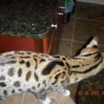Gracie And Moses - F-1 Savannah Non Standard  DOB 3-5-09 And Smoke Male Mau  DOB 4-7-11