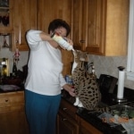 Gracie And Moses - F-1 Savannah Non Standard  DOB 3-5-09 And Smoke Male Mau  DOB 4-7-11