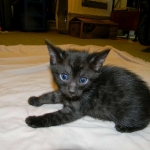 Gracie And Moses - F-1 Savannah Non Standard  DOB 3-5-09 And Smoke Male Mau  DOB 4-7-11