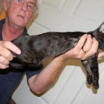 Gracie And Moses - F-1 Savannah Non Standard  DOB 3-5-09 And Smoke Male Mau  DOB 4-7-11