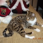 Gracie And Moses - F-1 Savannah Non Standard  DOB 3-5-09 And Smoke Male Mau  DOB 4-7-11